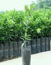 营养钵|双色盆|育苗营养杯|美植袋|批发|生产厂家-玉田县杨家板桥镇恒
